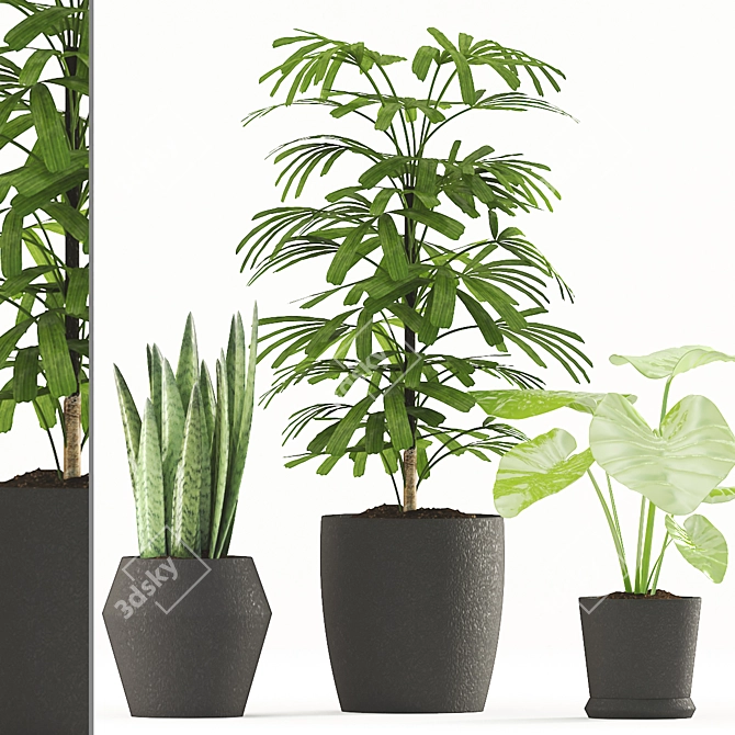 Tropical Plant Trio: Rhapis Palm, Alocasia & Sansevieria Zeylanica 3D model image 1