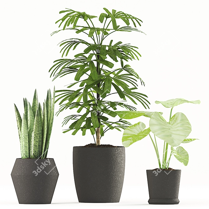 Tropical Plant Trio: Rhapis Palm, Alocasia & Sansevieria Zeylanica 3D model image 2