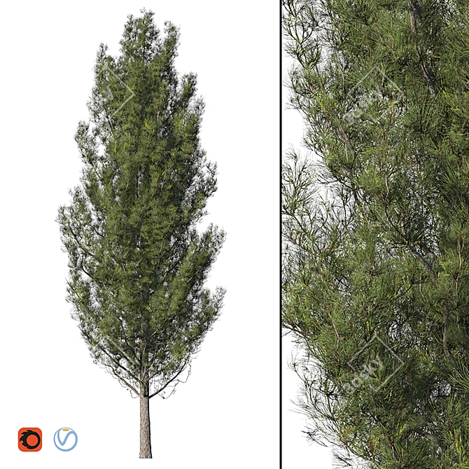 Realistic High Poly Pine Tree 3D model image 1