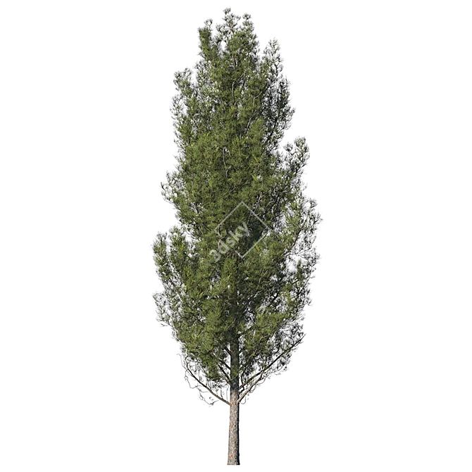 Realistic High Poly Pine Tree 3D model image 3
