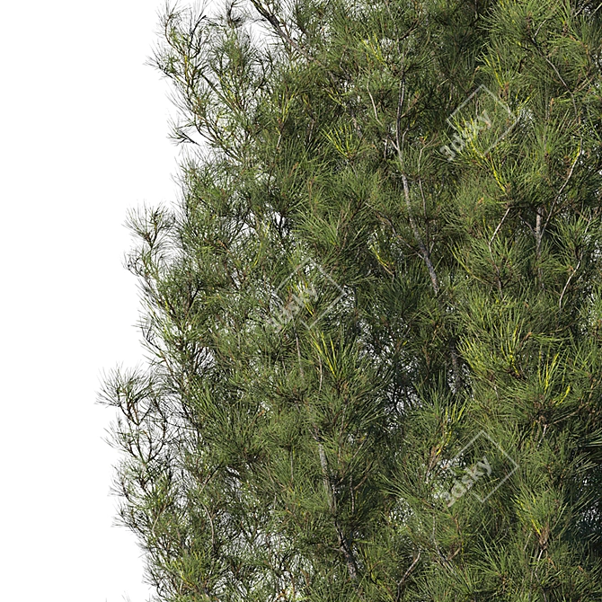 Realistic High Poly Pine Tree 3D model image 4