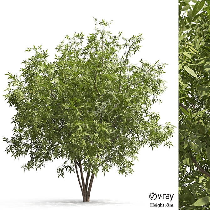 Elegant Ash Tree - Natural Beauty 3D model image 1