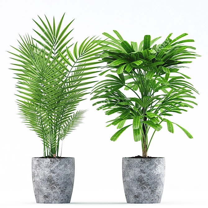 Rhapis Palm with Concrete Pot - Plants 183 3D model image 2