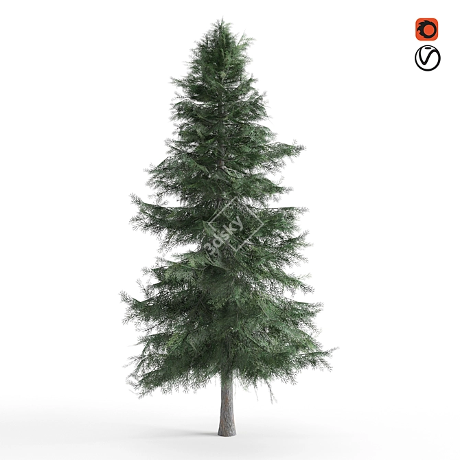 Alaska Cedar - Beautiful Evergreen Tree 3D model image 2