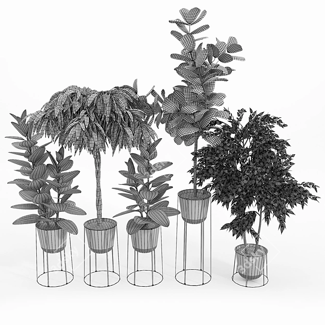 Contemporary Ficus Set with White Wire Base 3D model image 5