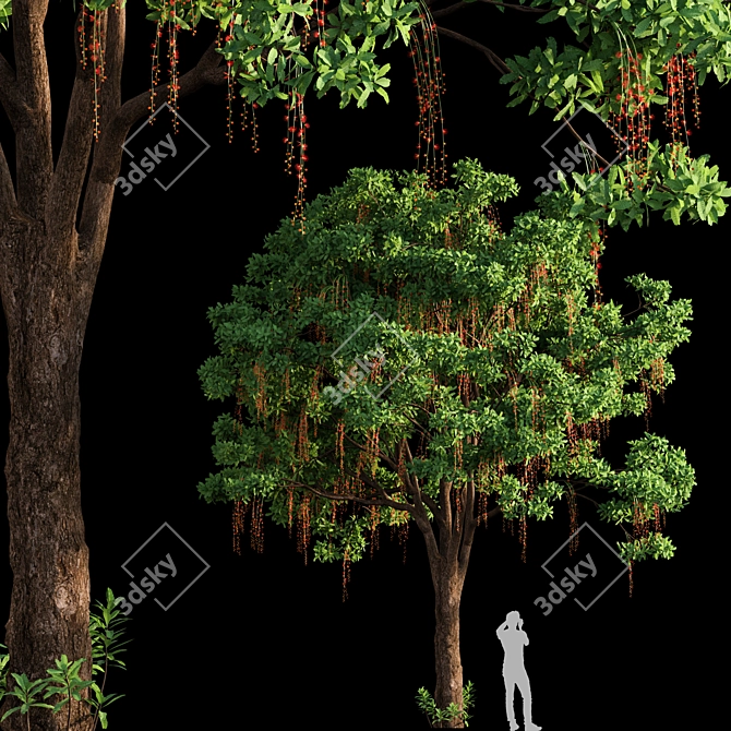 Barringtonia Acutangula Tropical 3D Tree 3D model image 1