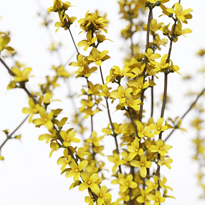 Elegant Forsythia Branches Arrangement 3D model image 5