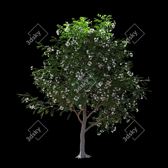 Exotic Evergreen Murraya Tree 3D model image 4