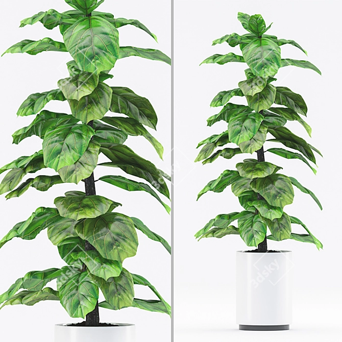 Fiddle Leaf Fig with Black Pot 3D model image 1