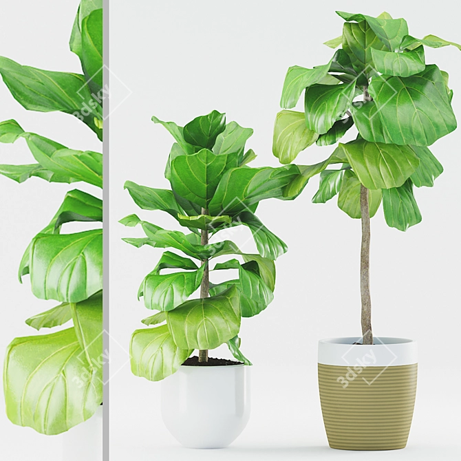 Stunning Ficus Lyrata: Ceramic Pot 3D model image 1