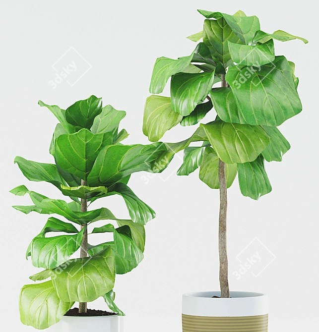 Stunning Ficus Lyrata: Ceramic Pot 3D model image 3