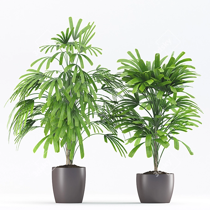 Beautiful Rhapis Palm with Ceramic Pot 3D model image 2