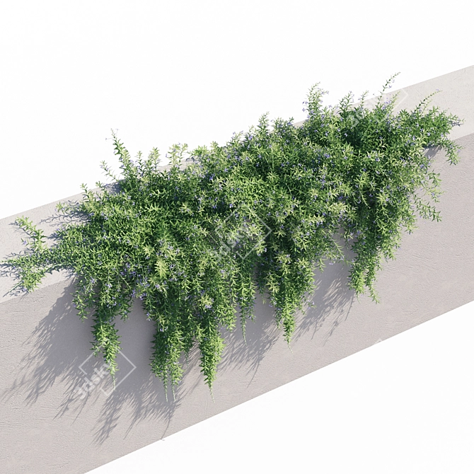 Rosemary 2 - Versatile, High-Quality Object 3D model image 2