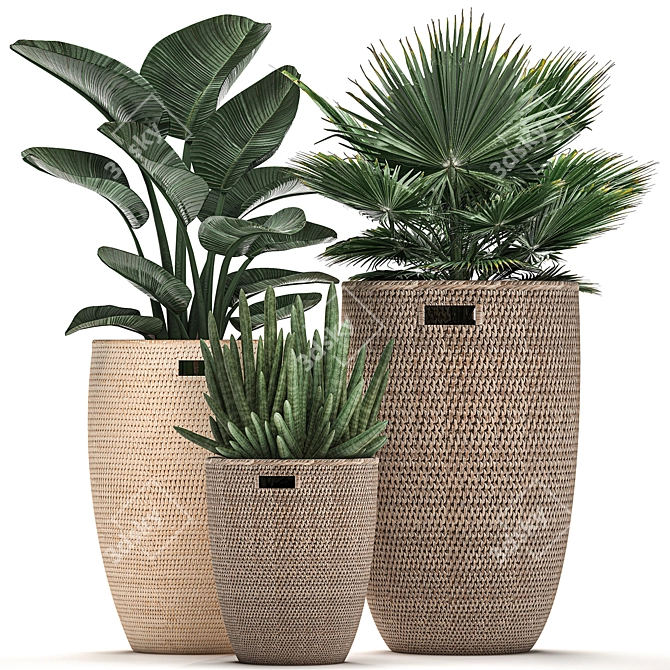 Tropical Plant Collection: Exotic Palms & Indoor Greenery 3D model image 1