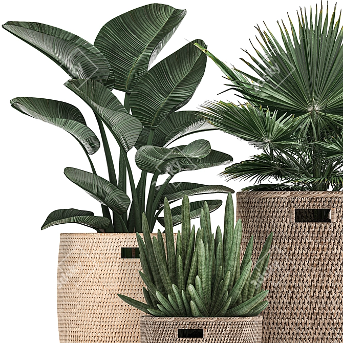 Tropical Plant Collection: Exotic Palms & Indoor Greenery 3D model image 2