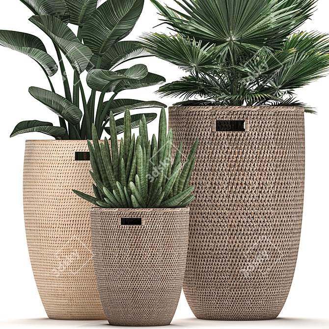 Tropical Plant Collection: Exotic Palms & Indoor Greenery 3D model image 3