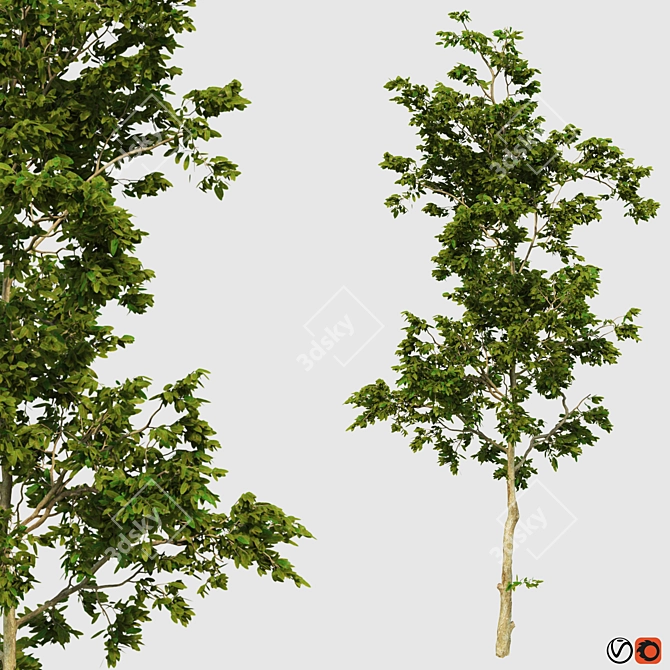 Versatile Four Seasons Trees 3D model image 3