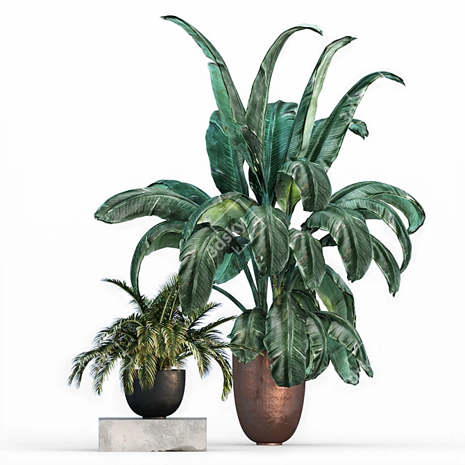 Tropical Houseplant Collection 3D model image 2