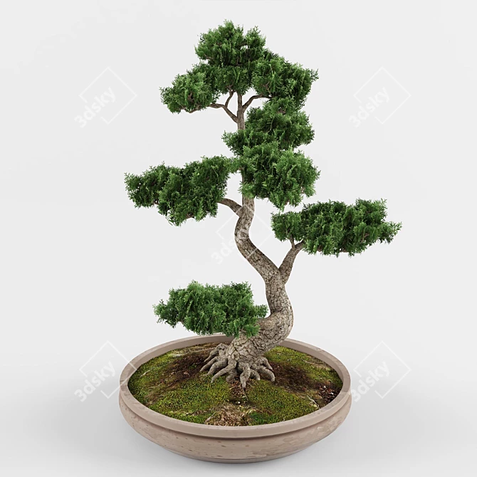 Artistic Bonsai: Exquisite Decorative Tree 3D model image 3