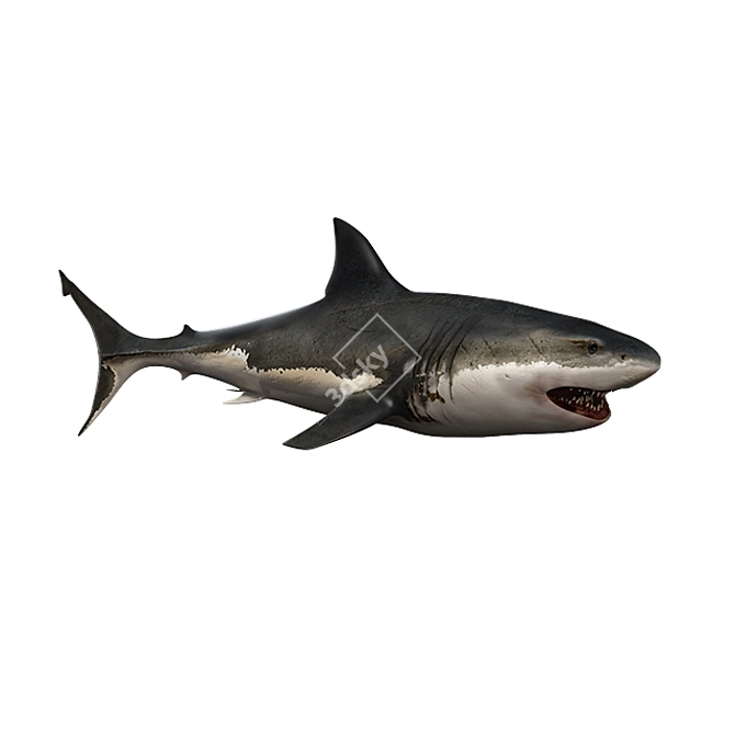 Savage Shark - Rigged & Animated 3D model image 1