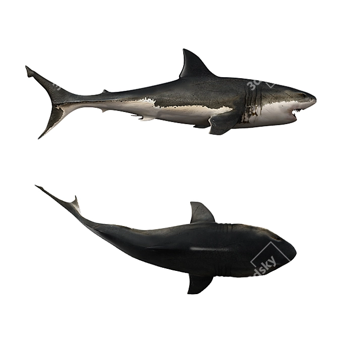 Savage Shark - Rigged & Animated 3D model image 2