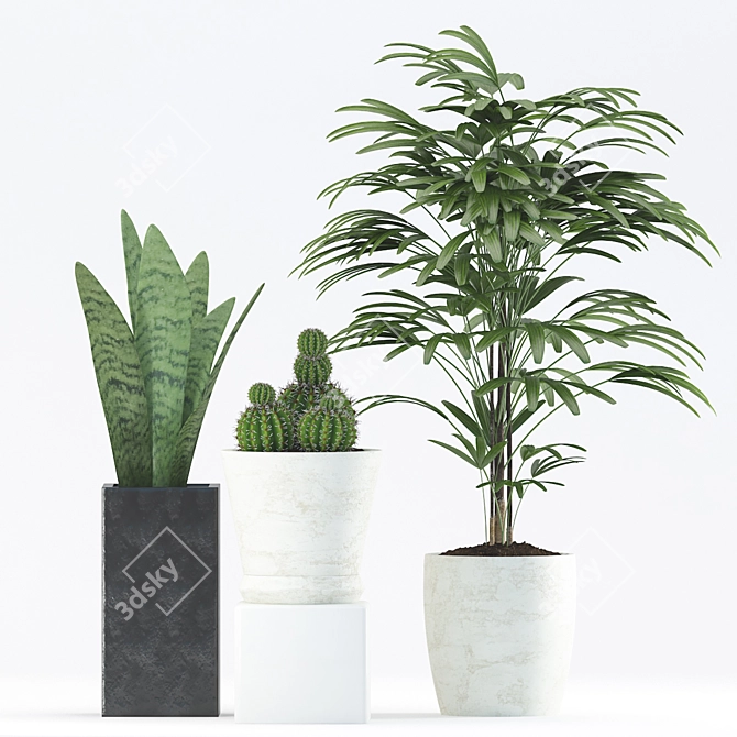 188 Plants: Sansevieria, Cactus, Rhapis Palm 3D model image 2