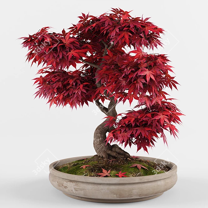 Miniature Japanese Maple Bonsai Tree 3D model image 2