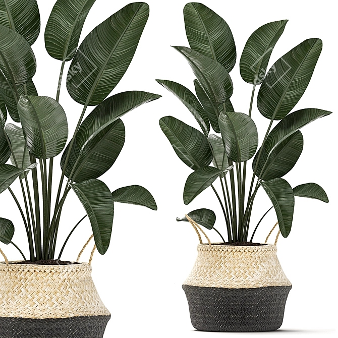 Exotic Indoor Plant Collection 3D model image 1