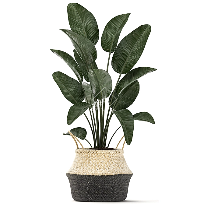 Exotic Indoor Plant Collection 3D model image 2