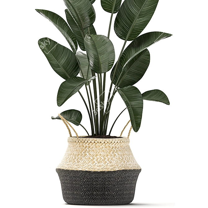 Exotic Indoor Plant Collection 3D model image 4