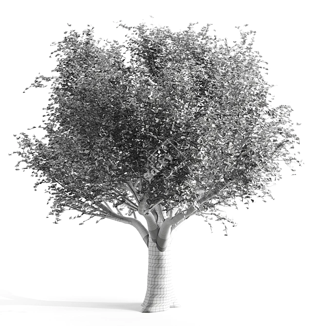 Beech Spring Tree: Premium Quality 3D model image 2