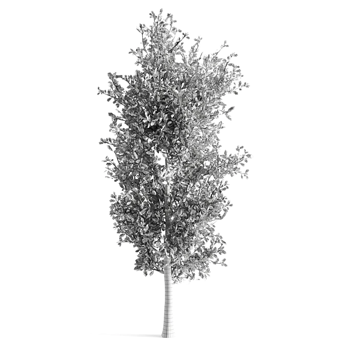 Sorrel Tree: Natural Beauty for Your Space 3D model image 2