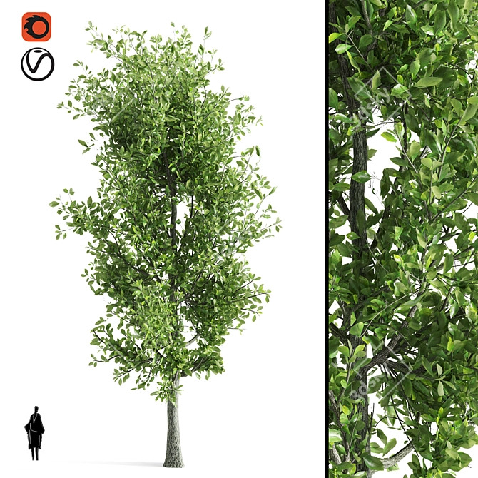 Sorrel Tree: Natural Beauty for Your Space 3D model image 4