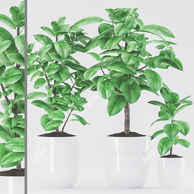 Rubber Plants in Ceramic Pot 3D model image 1