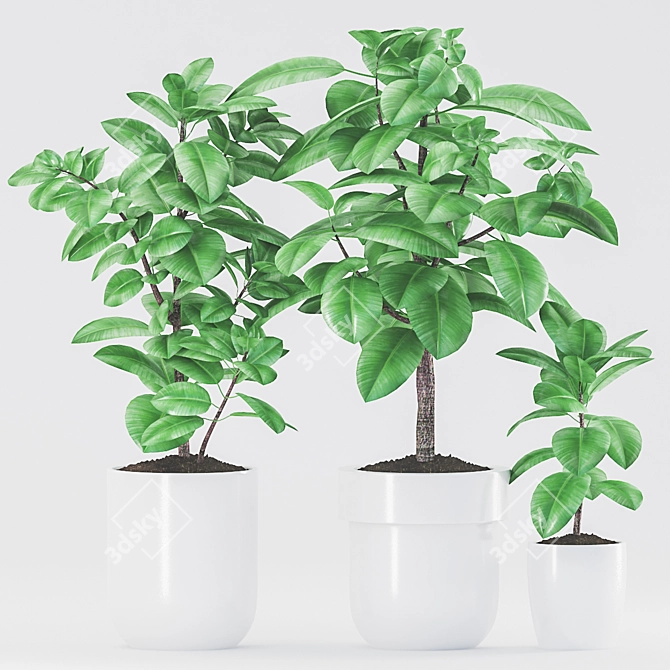 Rubber Plants in Ceramic Pot 3D model image 2