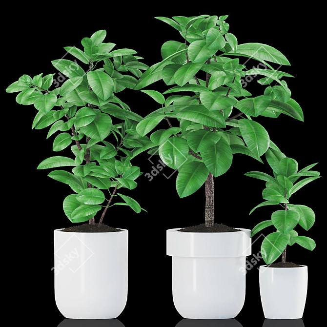 Rubber Plants in Ceramic Pot 3D model image 4