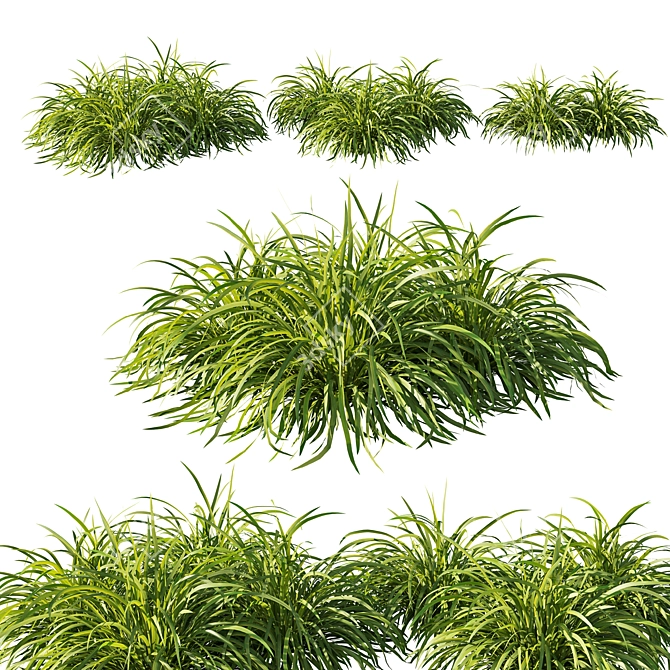 Lush Lomandra Longifolia Grass 02 3D model image 1