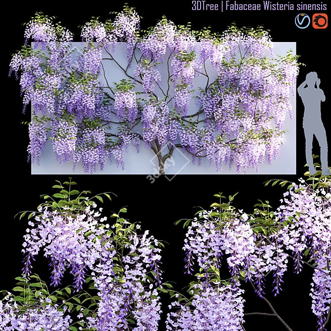 Exquisite Wisteria sinensis Plant 3D model image 1