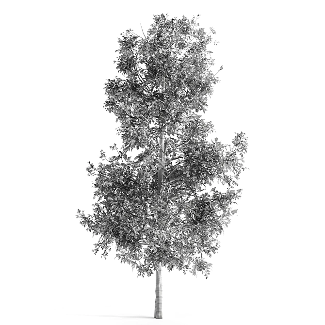 Premium Sorrel Tree: High Quality & Tall 3D model image 2