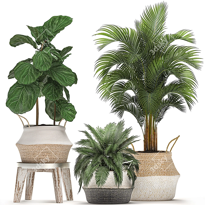 Tropical Plant Collection: Ficus, Howea, Kentia & More 3D model image 1