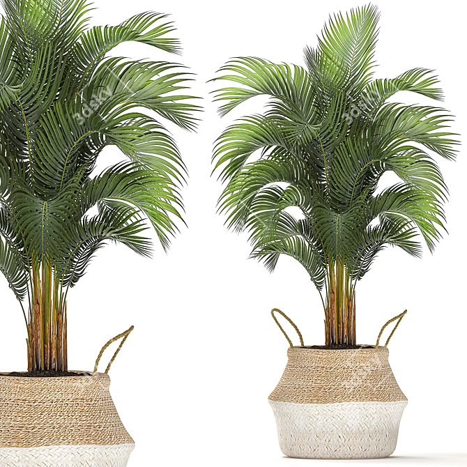 Tropical Plant Collection: Ficus, Howea, Kentia & More 3D model image 2