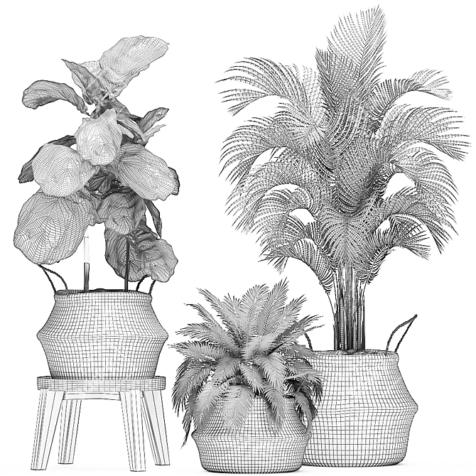 Tropical Plant Collection: Ficus, Howea, Kentia & More 3D model image 5