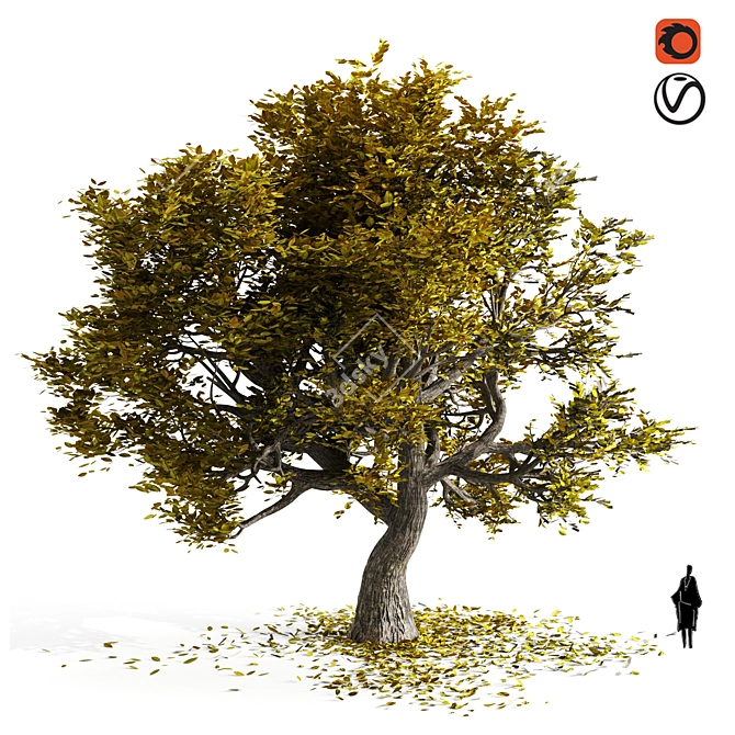 Amur Cork Tree: Natural Beauty 3D model image 1