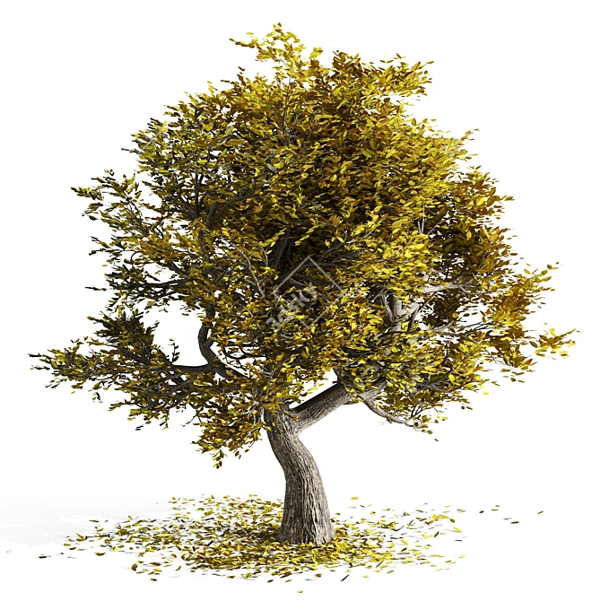 Amur Cork Tree: Natural Beauty 3D model image 2