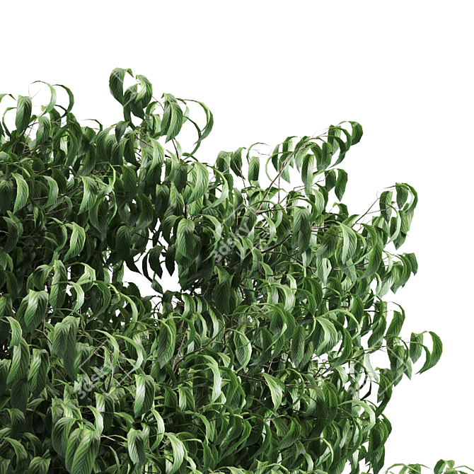 Green Beauty Plant 58 3D model image 2