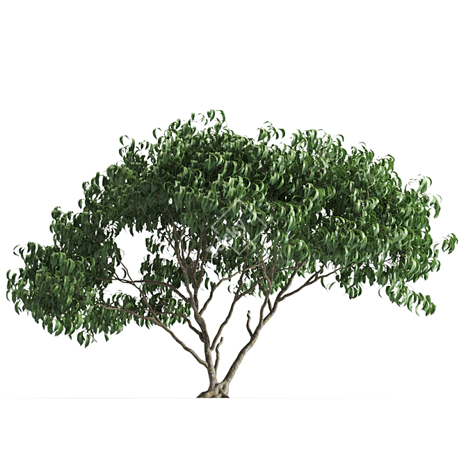 Leafy 58E Urban Plant 3D model image 1