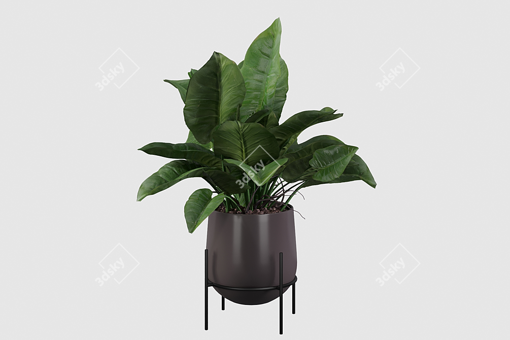 Lush Green Majesty - Philodendron Imperial Green 3D model image 3