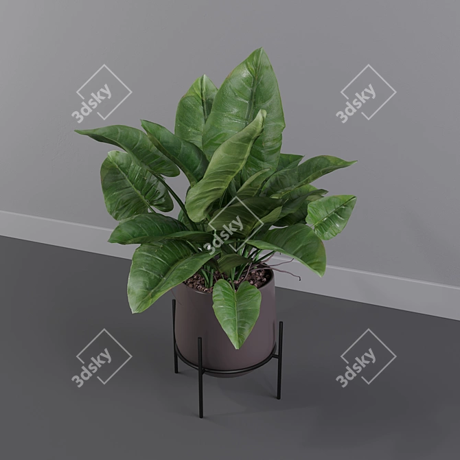 Lush Green Majesty - Philodendron Imperial Green 3D model image 4