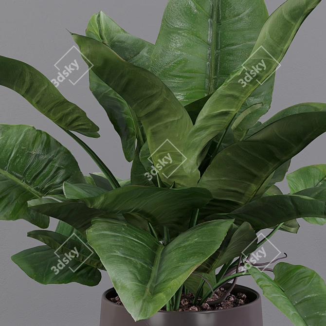 Lush Green Majesty - Philodendron Imperial Green 3D model image 5