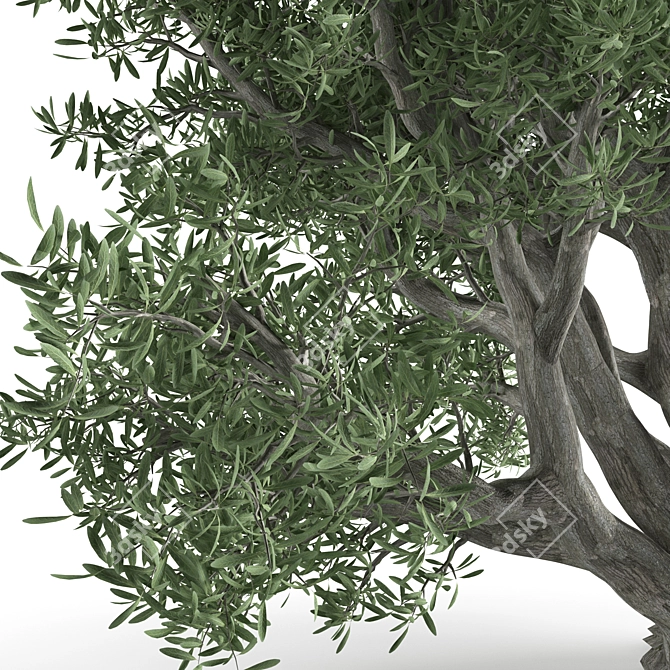 820 CM Olive Tree 3D model image 3